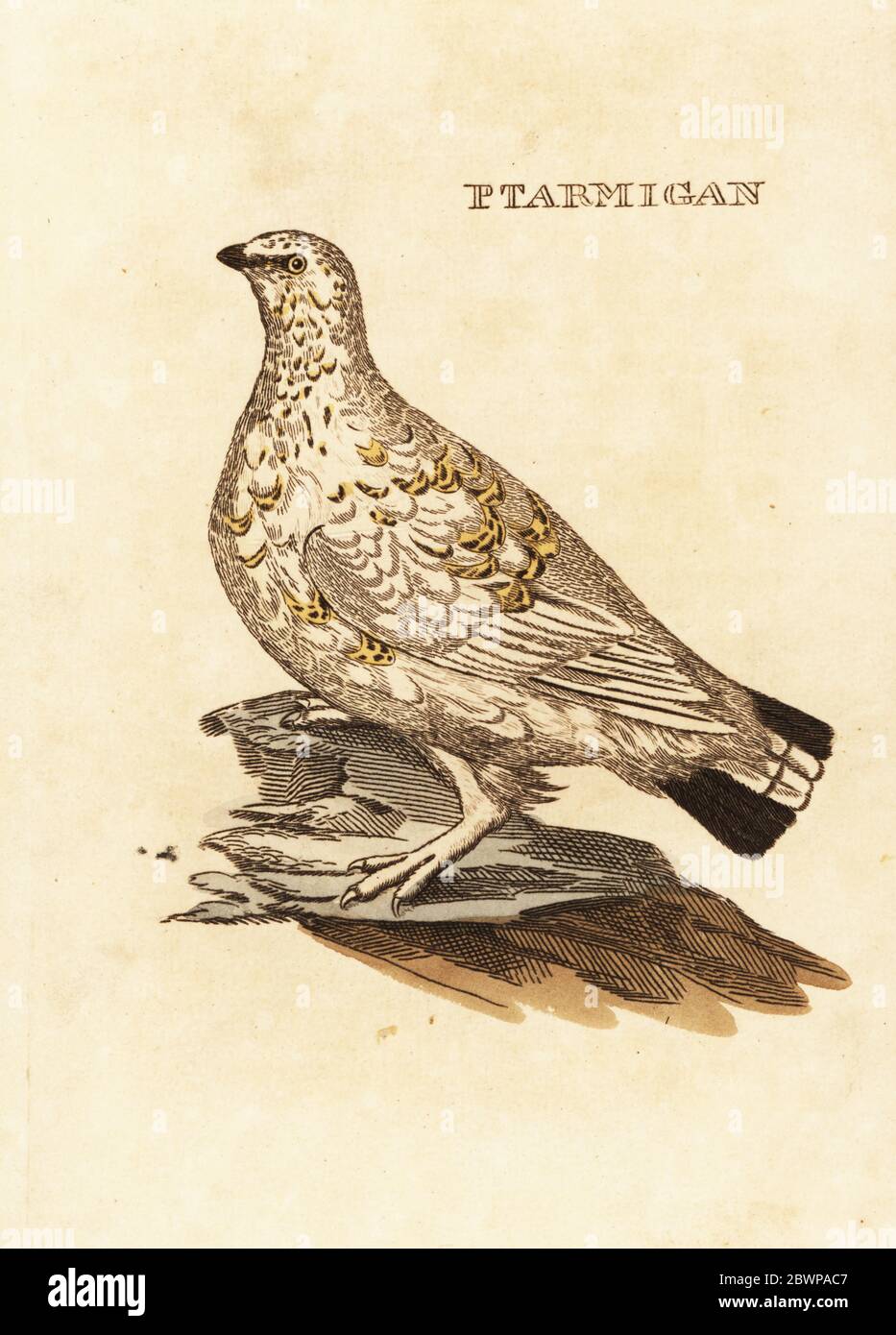 Tétras de Ptarmigan ou jeu blanc, Lagopus lagopus. Ptarmigan. Gravure sur blocs de bois de couleur main, d'après une illustration d'Edward Donovan de l'Histoire naturelle des oiseaux, publiée par Brily and Childs, Bungay, Suffolk, 1815. Charles a créé une fonderie d'impression et de stéréotype à Bungay en 1795 et est entré en partenariat avec l'imprimeur radical non conformiste John Firby Childs en 1808. Banque D'Images