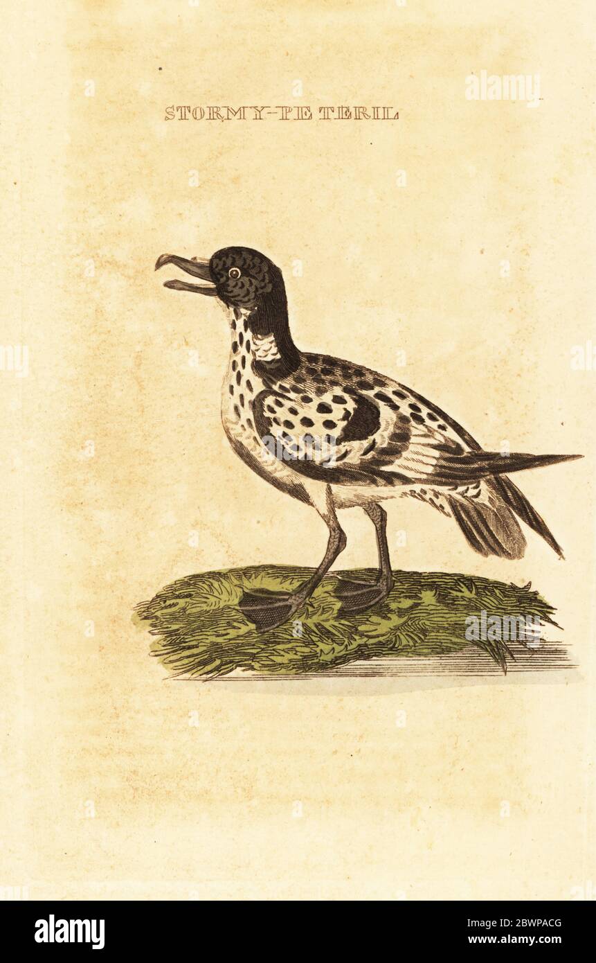 Cape pétrel, Daption capense. Stormy-petril. Gravure sur blocs de bois de couleur main, d'après une illustration de George Edwards de l'Histoire naturelle des oiseaux, publiée par Brily and Childs, Bungay, Suffolk, 1815. Charles a créé une fonderie d'impression et de stéréotype à Bungay en 1795 et est entré en partenariat avec l'imprimeur radical non conformiste John Firby Childs en 1808. Banque D'Images