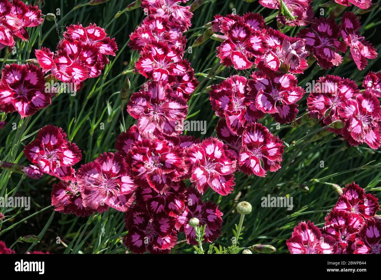 Dianthus 'Alena' Dianthus Sweet William Banque D'Images