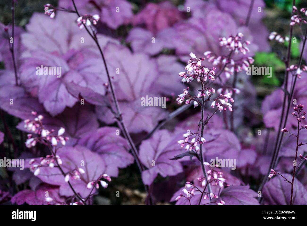 Heuchera 'Georgia Plum' Heuchera fleurs pourpre Heucheras feuilles Banque D'Images