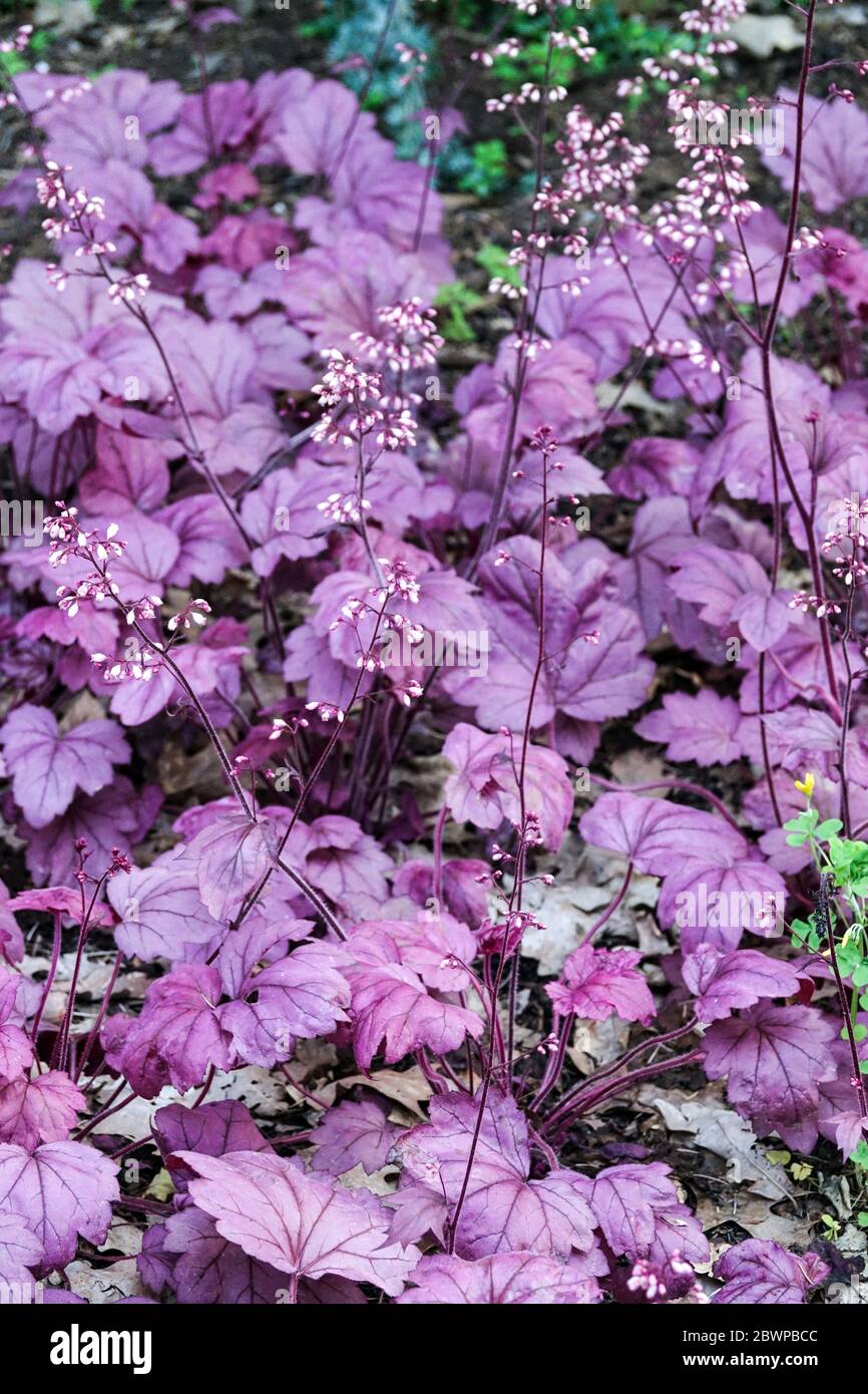 Heuchera 'Georgia Plum' Heucheras Purple Heuchera feuilles Banque D'Images