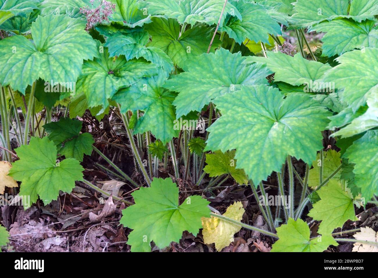 Feuillage Heuchera villosa Heuchera feuilles jardin Heucheras plante vivace plantes vivaces Hardy Banque D'Images