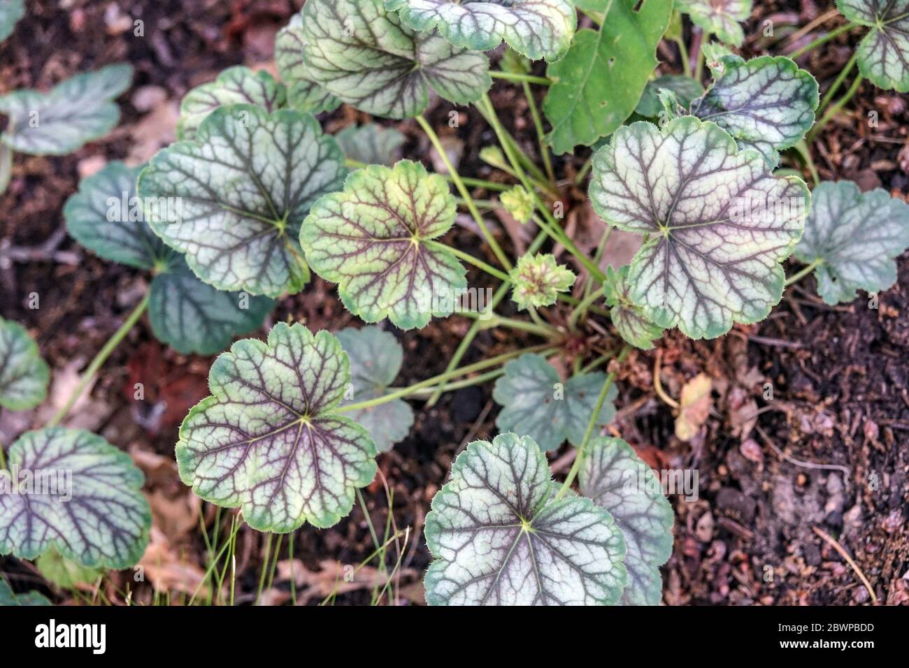 Coquillages de corail Heuchera menthe poivrée épice Banque D'Images