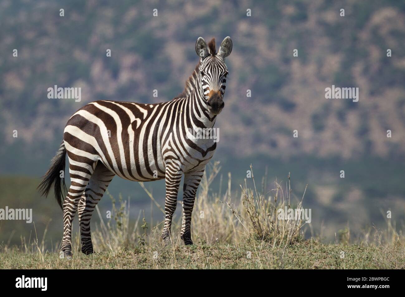 Alerte adulte Zebra debout dans le Serengeti Tanzanie Banque D'Images