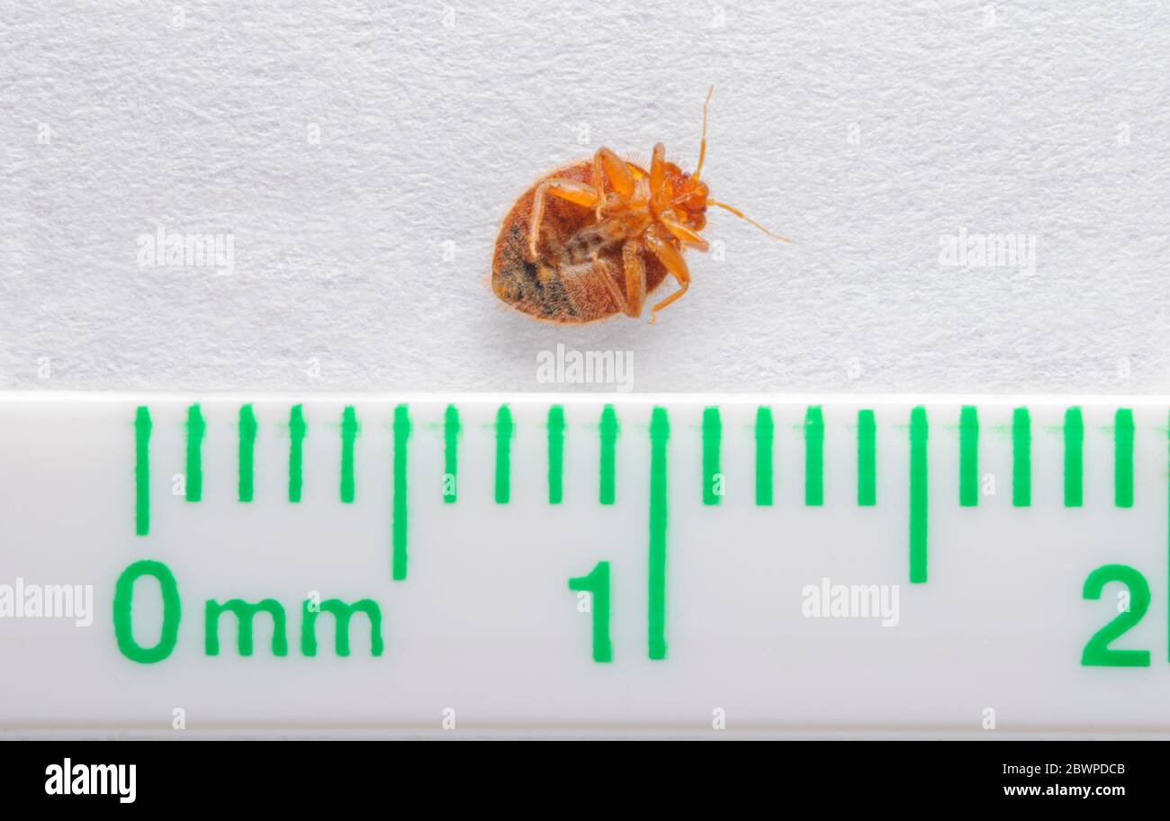 Punaises de lit pour adultes vivantes (Cimex lectularius) à l'arrière et règle compare la taille réelle de l'insecte aux millimètres et pouces. Photographié dans le Colorado aux États-Unis. Banque D'Images