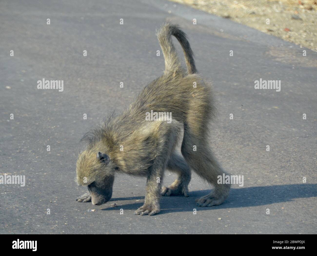 Le grand babouin sent quelque chose d'intérêt sur la route du goudron d'asphalte dans le parc national Kruger en Afrique du Sud Banque D'Images