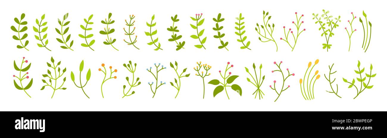 Ensemble vert botanique de branches et de feuilles. Abstrait différents beaux éléments de design floral. Collection écologique de dessins animés à motif fleuri plat coloré. Magnifique germe de verdure isolée. Illustration vectorielle Illustration de Vecteur