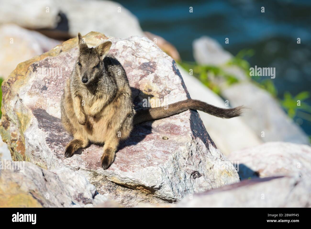 Le soleil de la roche-wallaby alliée (Petrogale assimilis) se couche parmi les roches de la paroi du barrage de Ross River Dam à Townsville, Queensland, Australie. Banque D'Images