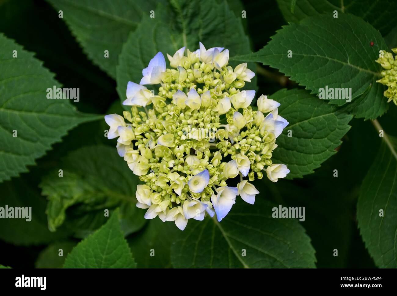 Le stade précoce de l'hortensia fleurit au printemps Banque D'Images