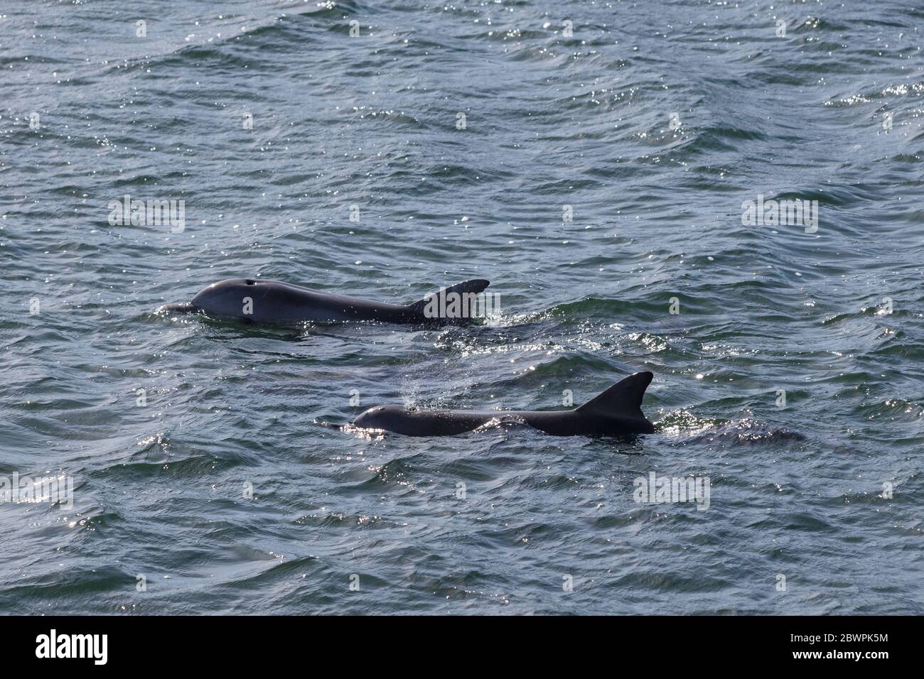 Dauphins sauvages dans la marina du port de Whyalla, Australie méridionale Banque D'Images