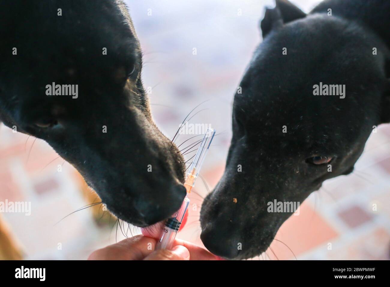 Plaie infectée chien Banque de photographies et d’images à haute résolution Alamy