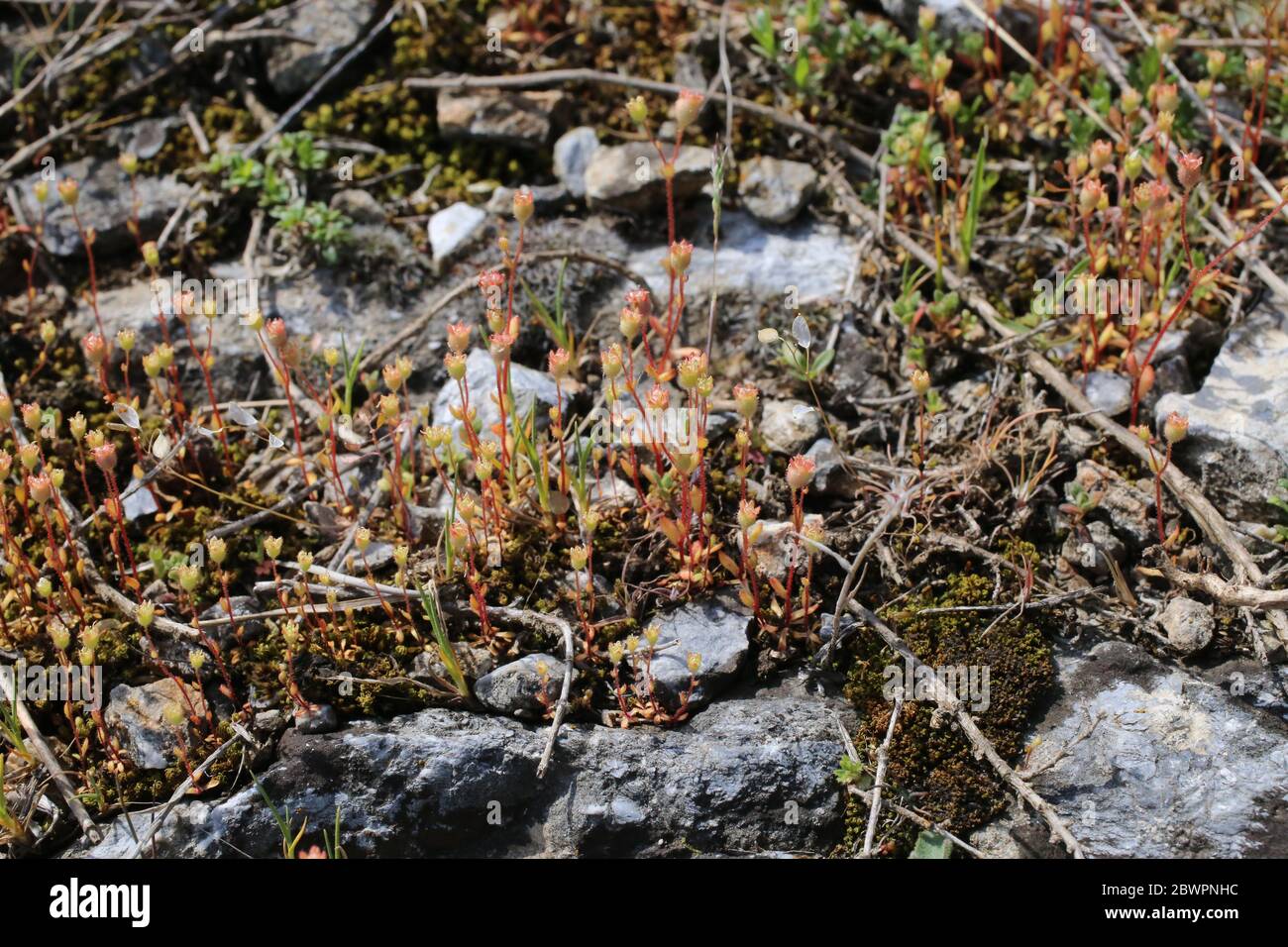 Saxifraga tridactylites, saxifrage laqué par la rue. Plante sauvage au printemps. Banque D'Images