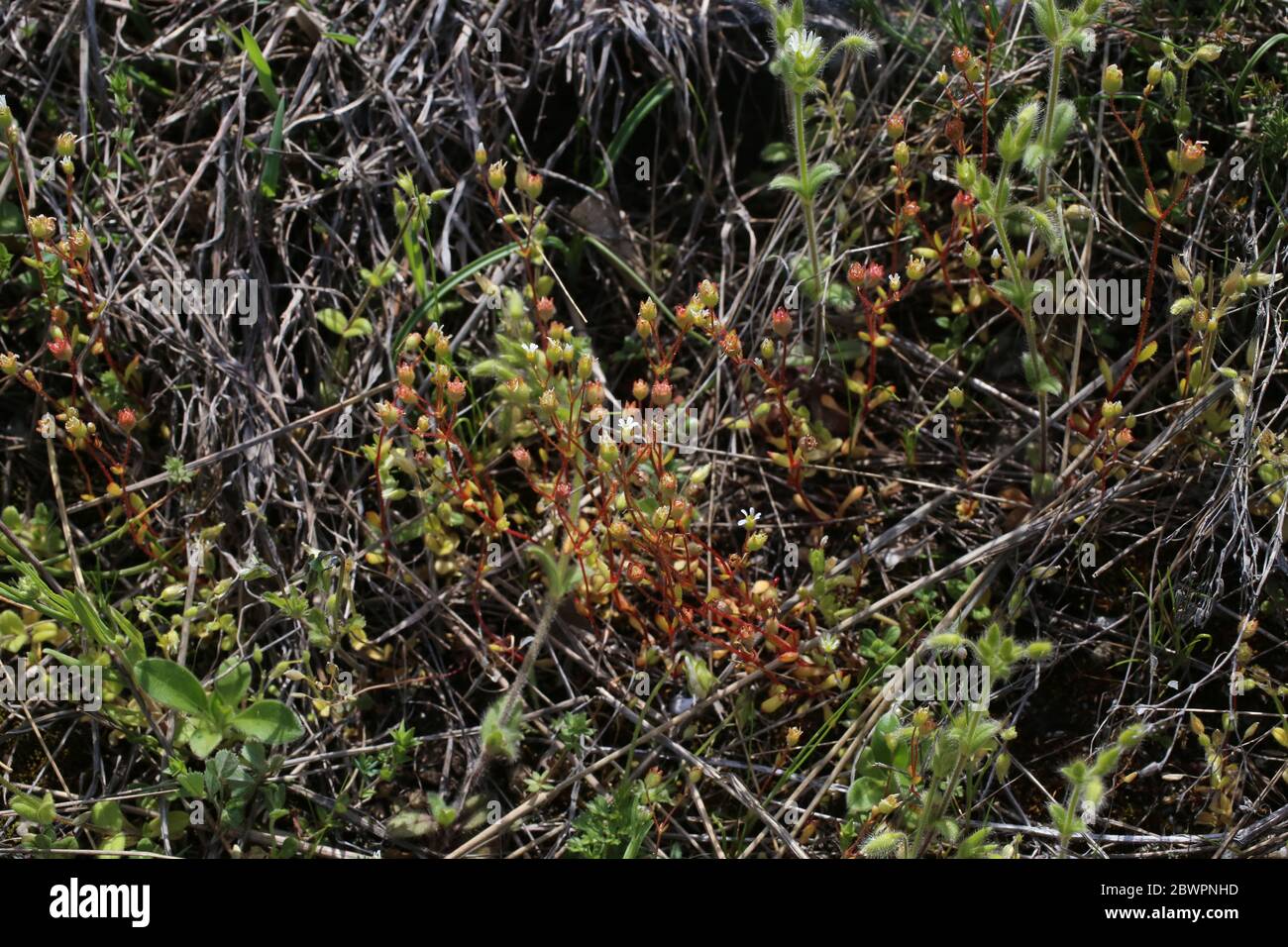 Saxifraga tridactylites, saxifrage laqué par la rue. Plante sauvage au printemps. Banque D'Images