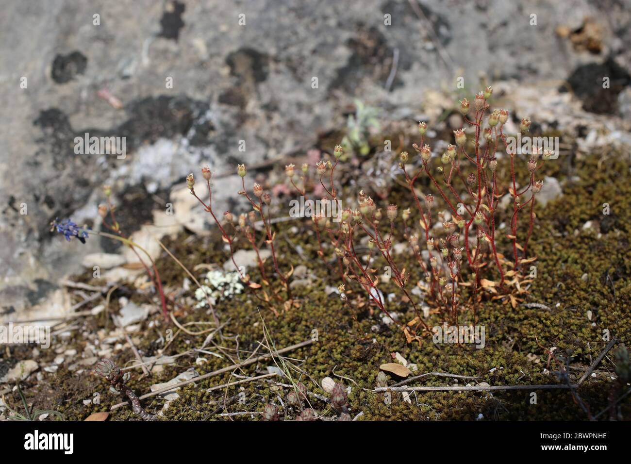 Saxifraga tridactylites, saxifrage laqué par la rue. Plante sauvage au printemps. Banque D'Images