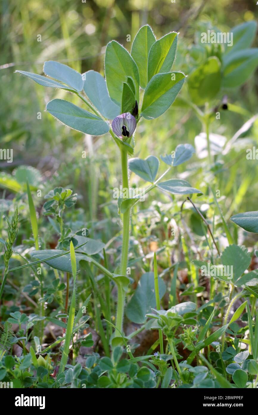 Vicia narbonensis, Narbon Vetch. Plante sauvage au printemps. Banque D'Images