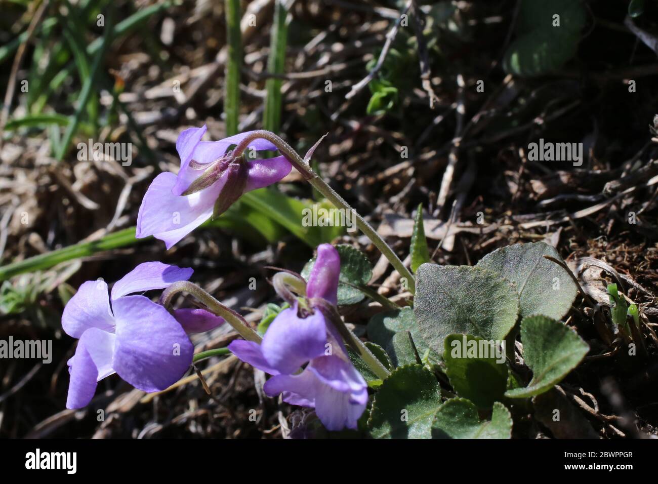 Alto rupestris, Teesdale Violet. Plante sauvage au printemps. Banque D'Images