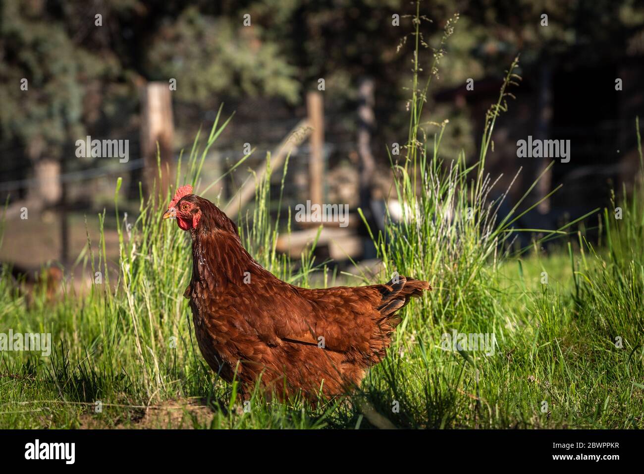 Une curieuse poule rouge debout devant de grandes lames vertes d'herbe Banque D'Images