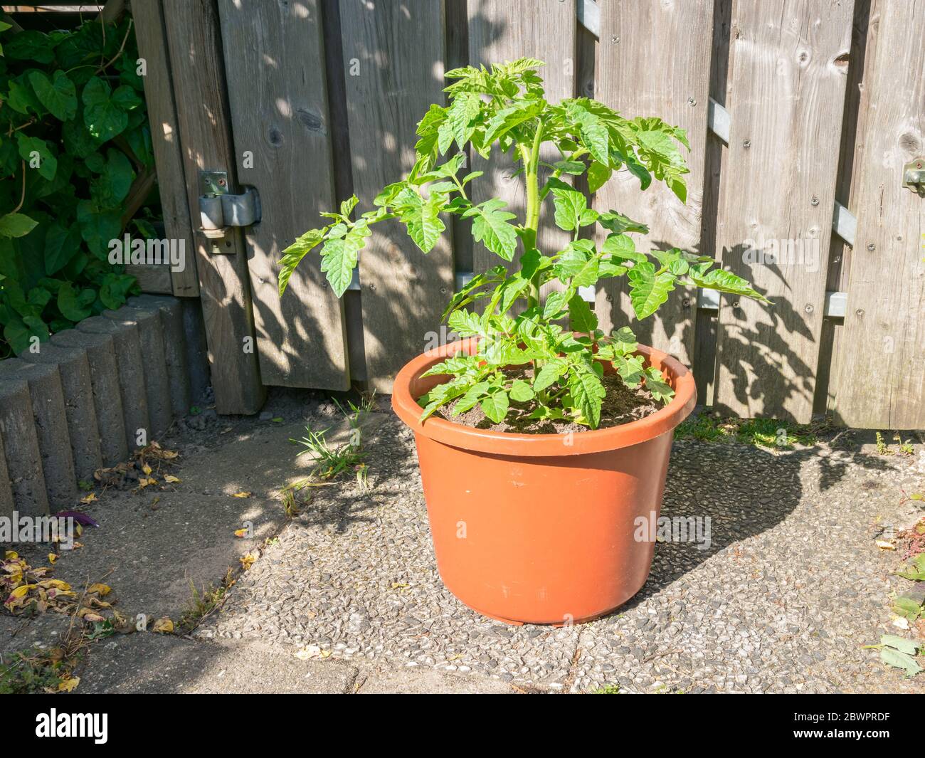 Semis de tomate robuste dans une casserole Banque D'Images