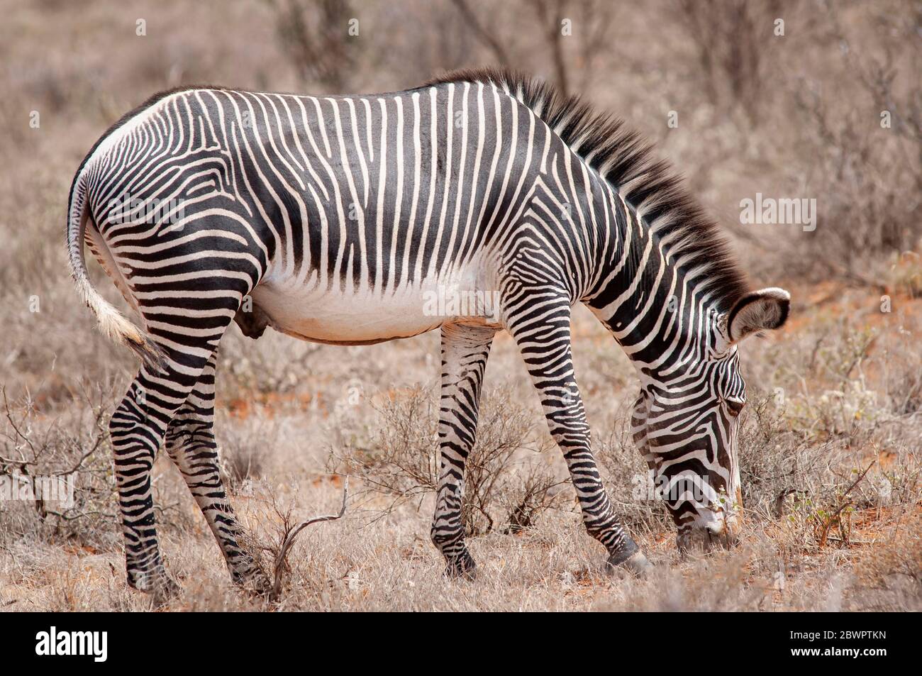 Le zèbre de Grevy, Equus grevyi, qui broutage dans la réserve nationale de Samburu. Kenya. Afrique. Banque D'Images
