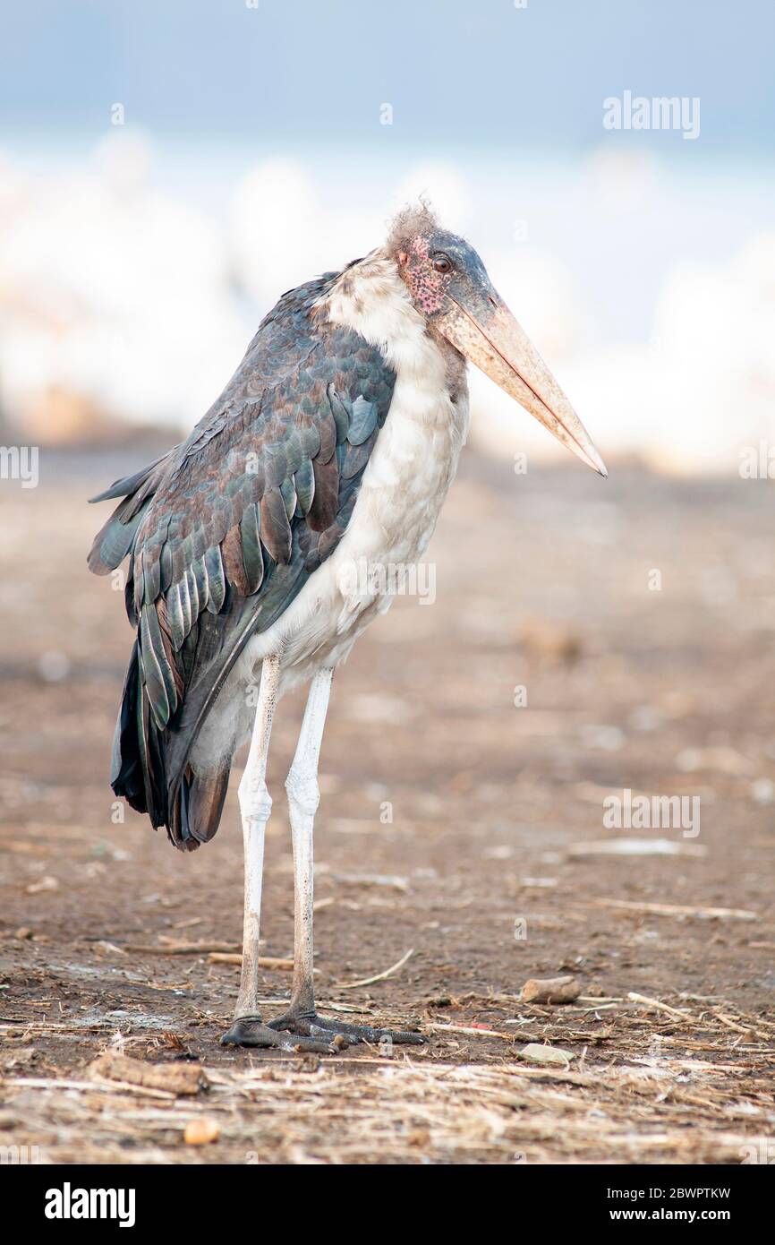 Marabout, Leptoptilos crumenifern, au repos dans le parc national du lac Nakuru. Kenya. Afrique. Banque D'Images