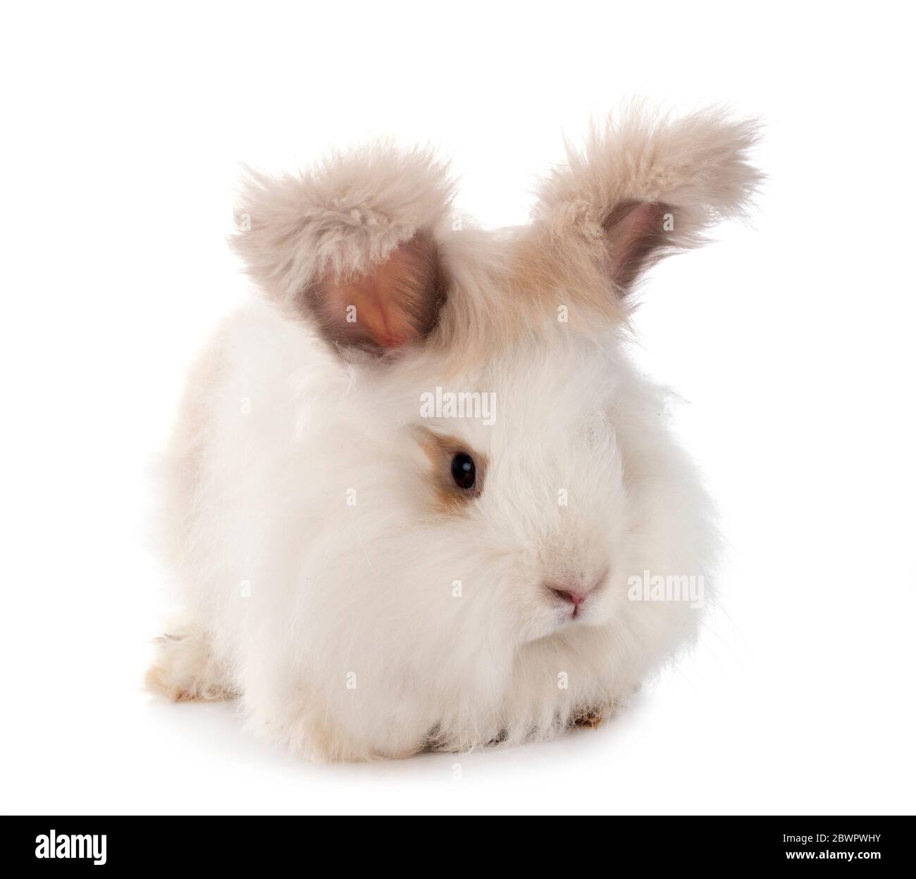 Anglais Angora en face de fond blanc Banque D'Images