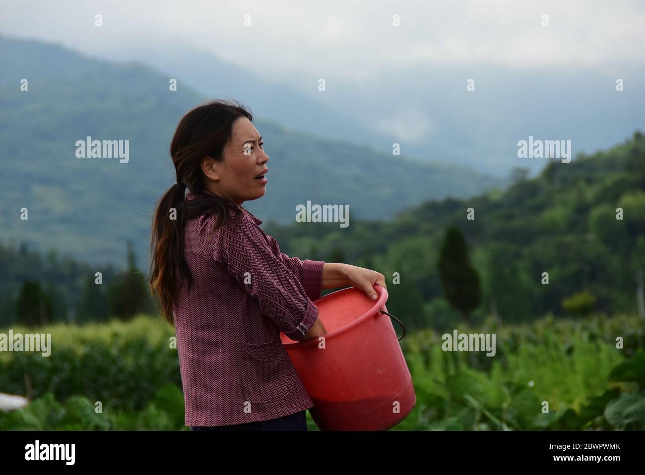 (200603) -- RUIAN, 3 juin 2020 (Xinhua) -- Peng Xiaoying travaille dans le village de Xia'ao, dans le canton de Mayu, Ruian, province de Zhejiang, en Chine orientale, le 1er juin 2020. Quand ils sont faits avec le travail de ferme, Fan Deduo et sa femme Peng Xiaoying ont un grand passe-temps -- chorégraphing des danses et les essayer dehors. Il y a dix-huit ans, Fan a été blessé dans un accident de la route et le traumatisme l'a conduit à souffrir de dépression. En 2016, il avait décidé de faire face à la dépression en apprenant à danser avec Peng. Le couple gère maintenant une chaîne en direct le soir sur la plate-forme de partage vidéo Tik Tok, montrant leur nouveau d Banque D'Images