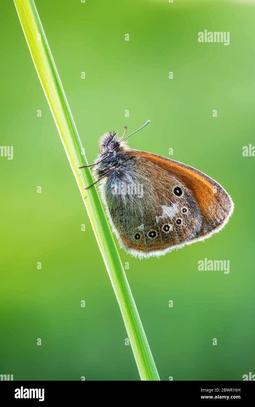 Châtaignier - Coenonympha glycérion, petit papillon caché des prairies et prairies européennes, Zlin, République tchèque. Banque D'Images