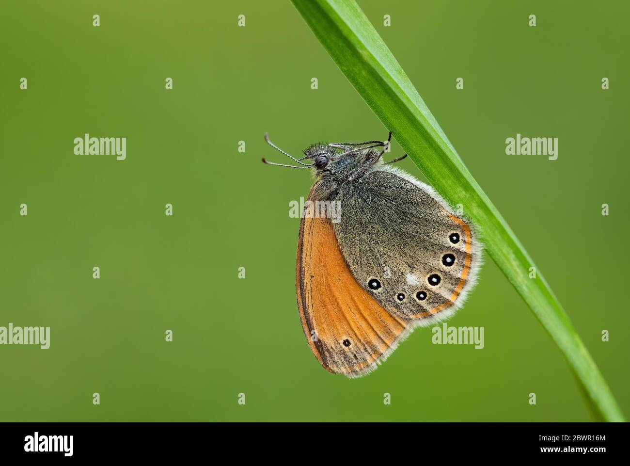 Châtaignier - Coenonympha glycérion, petit papillon caché des prairies et prairies européennes, Zlin, République tchèque. Banque D'Images