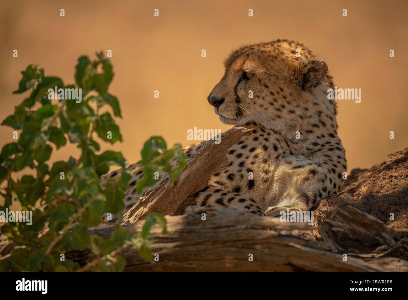 Cheetah se trouve sur termite monticule par plante Banque D'Images