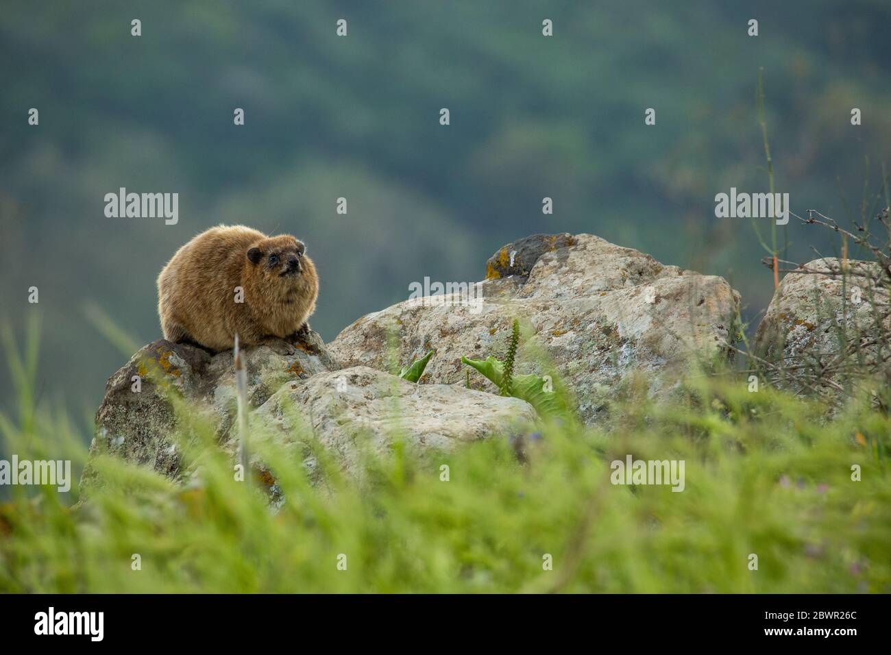 Hyrax de roche (Procavia capensis), Hyrax de cap, dassie Banque D'Images