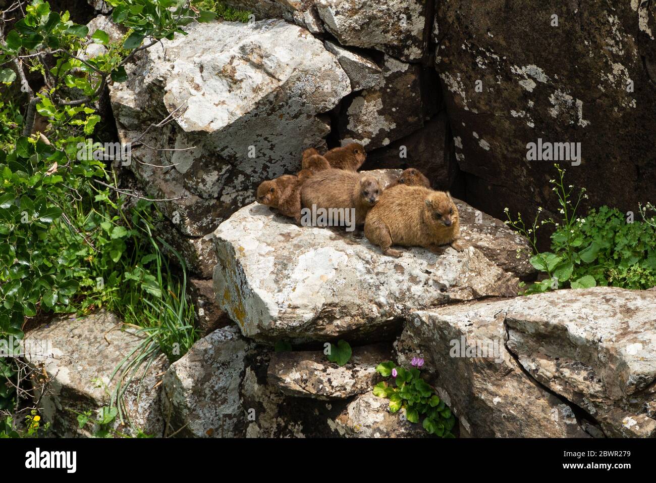 Mères et chiots de l'hyrax de roche dans le Golan (Procavia capensis),le cap hyrax, dassie Banque D'Images