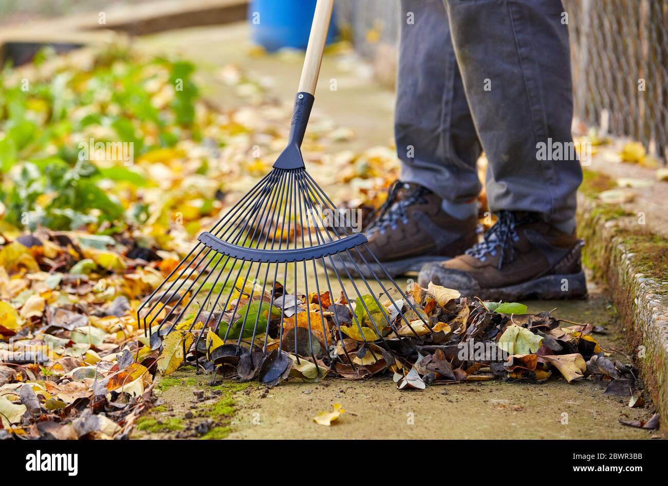 Fermier collectant des feuilles avec un râteau, Orchard, Calahorra, la Rioja, Espagne, Europe Banque D'Images