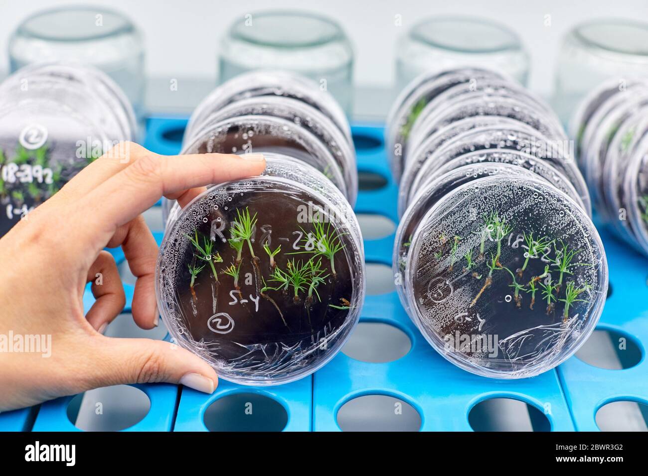 Chambre de culture in vitro, recherche forestière et environnementale, Araba, pays basque, Espagne Banque D'Images