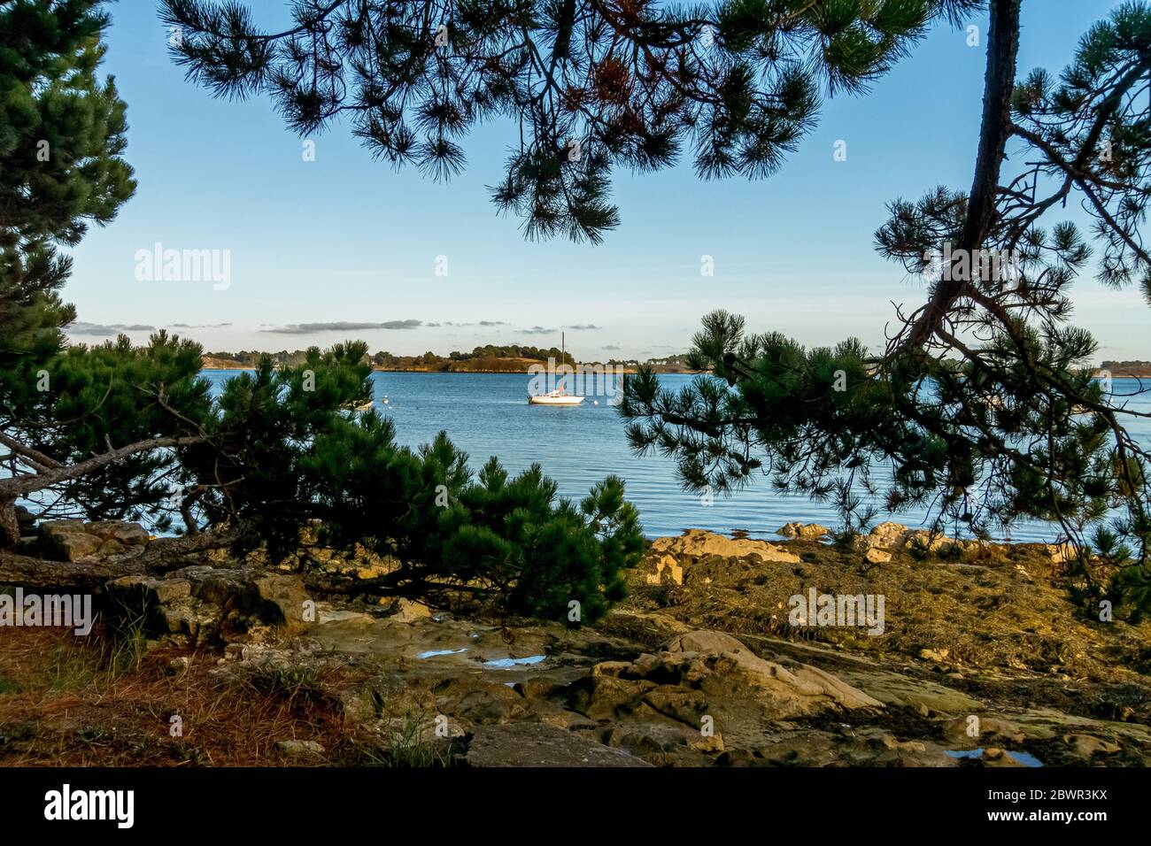 Forêt sur l'île Bender dans le golfe du Morbihan. France Banque D'Images