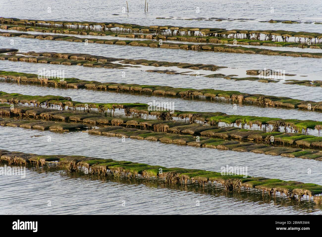 Fermes d'huîtres sur l'île Bender dans le golfe du Morbihan. France. Banque D'Images