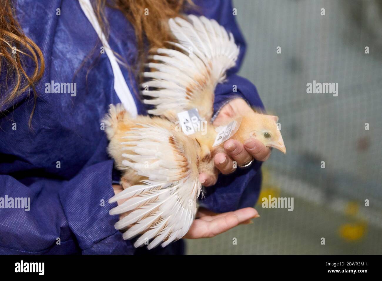 Recherche animale, oiseaux, élevage de poulets, Araba, pays basque, Espagne Banque D'Images