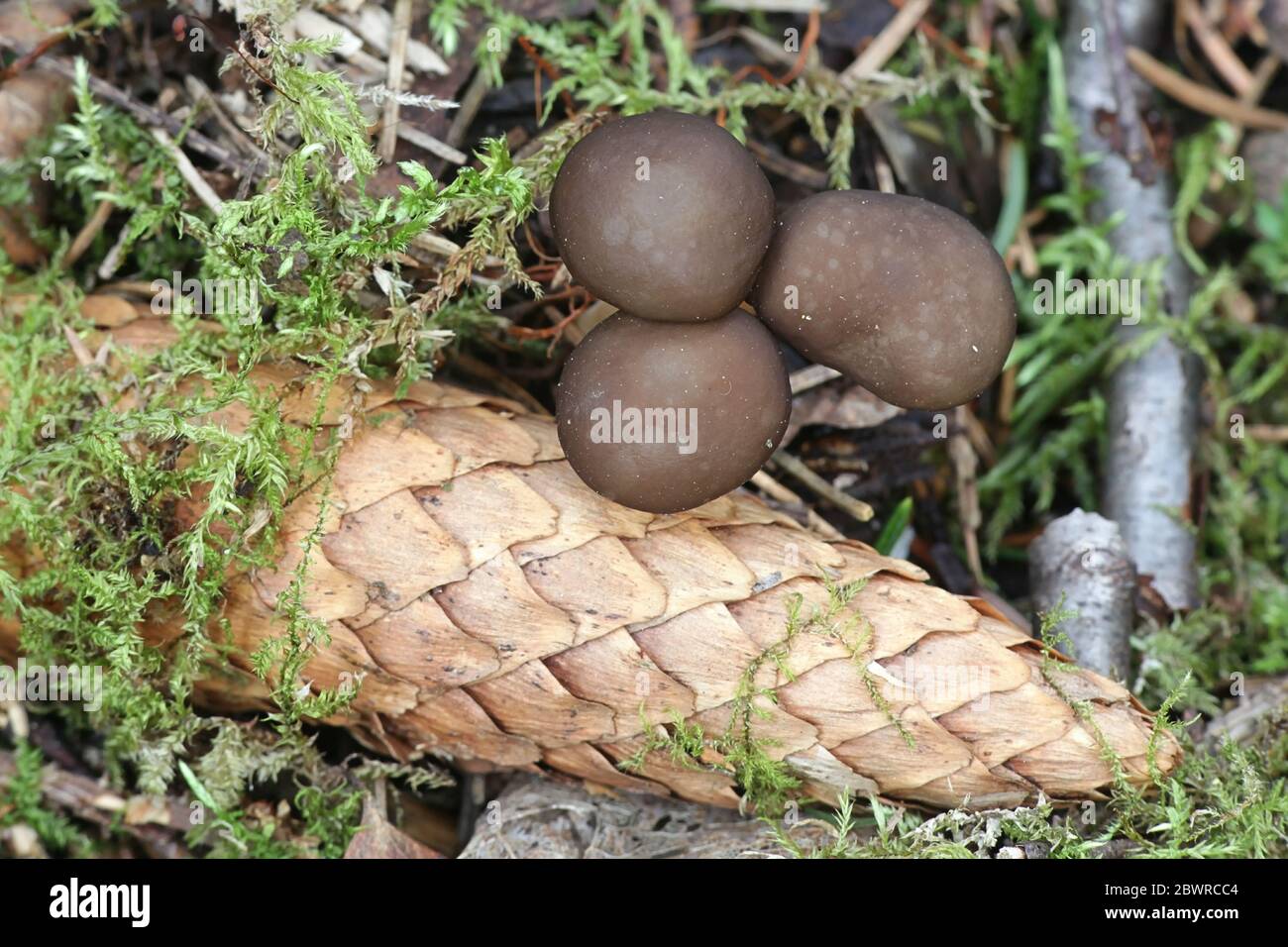Stromiturus esculentus, calotte de spucecone, champignons comestibles de Finlande Banque D'Images