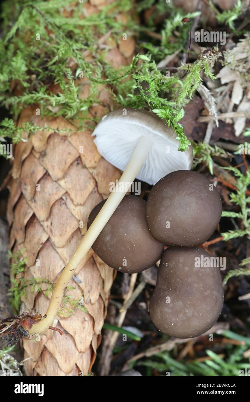 Stromiturus esculentus, calotte de spucecone, champignons comestibles de Finlande Banque D'Images