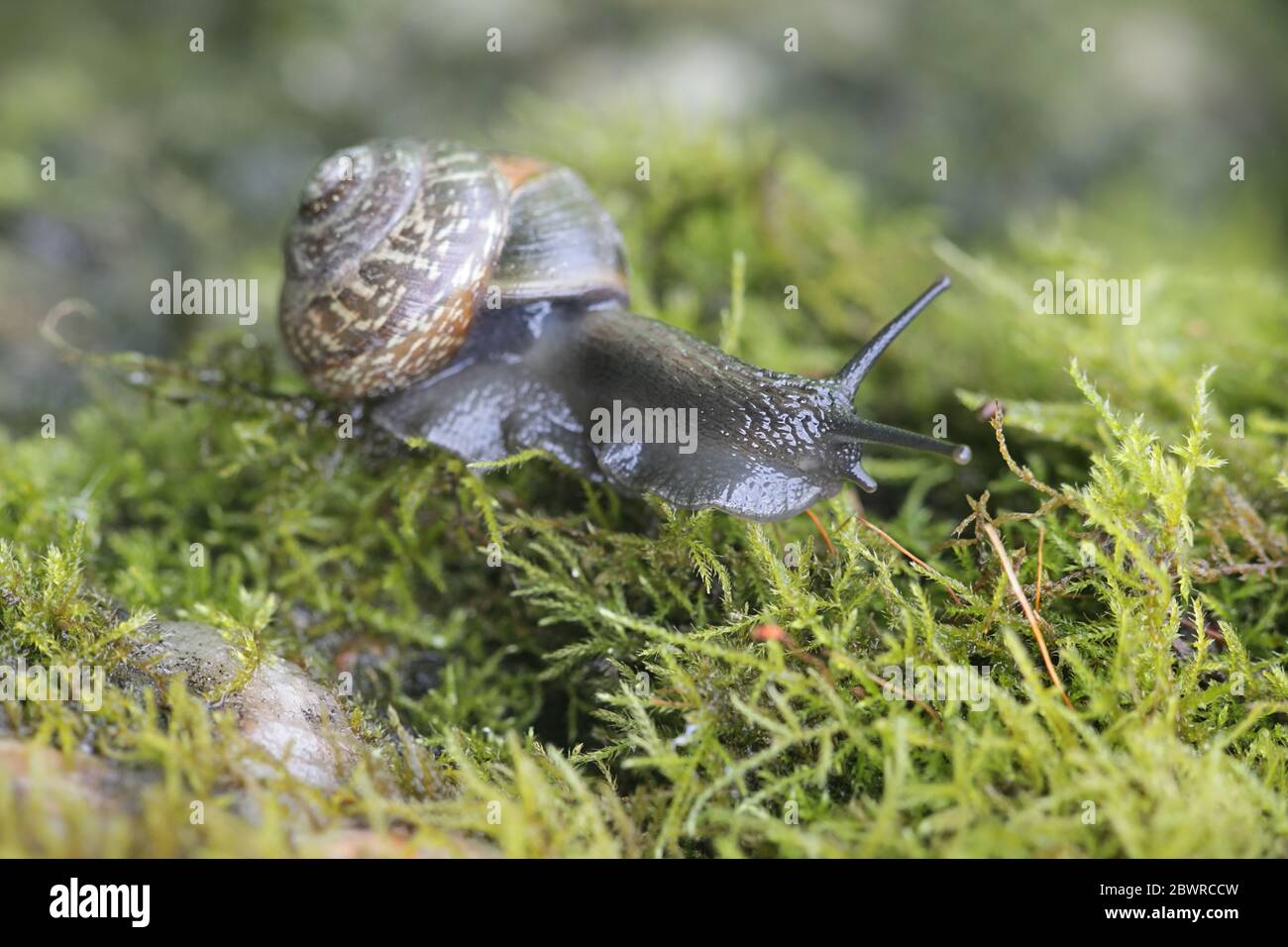 Arianta arbustorum, un escargot de terre connu sous le nom d'escargot de copse, un mollusque terrestre de gastropodes pulmonés de Finlande Banque D'Images