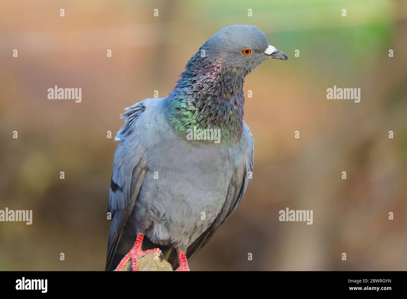 une vue de face de pigeon perçant sur le rocher, image d'oiseau Banque D'Images