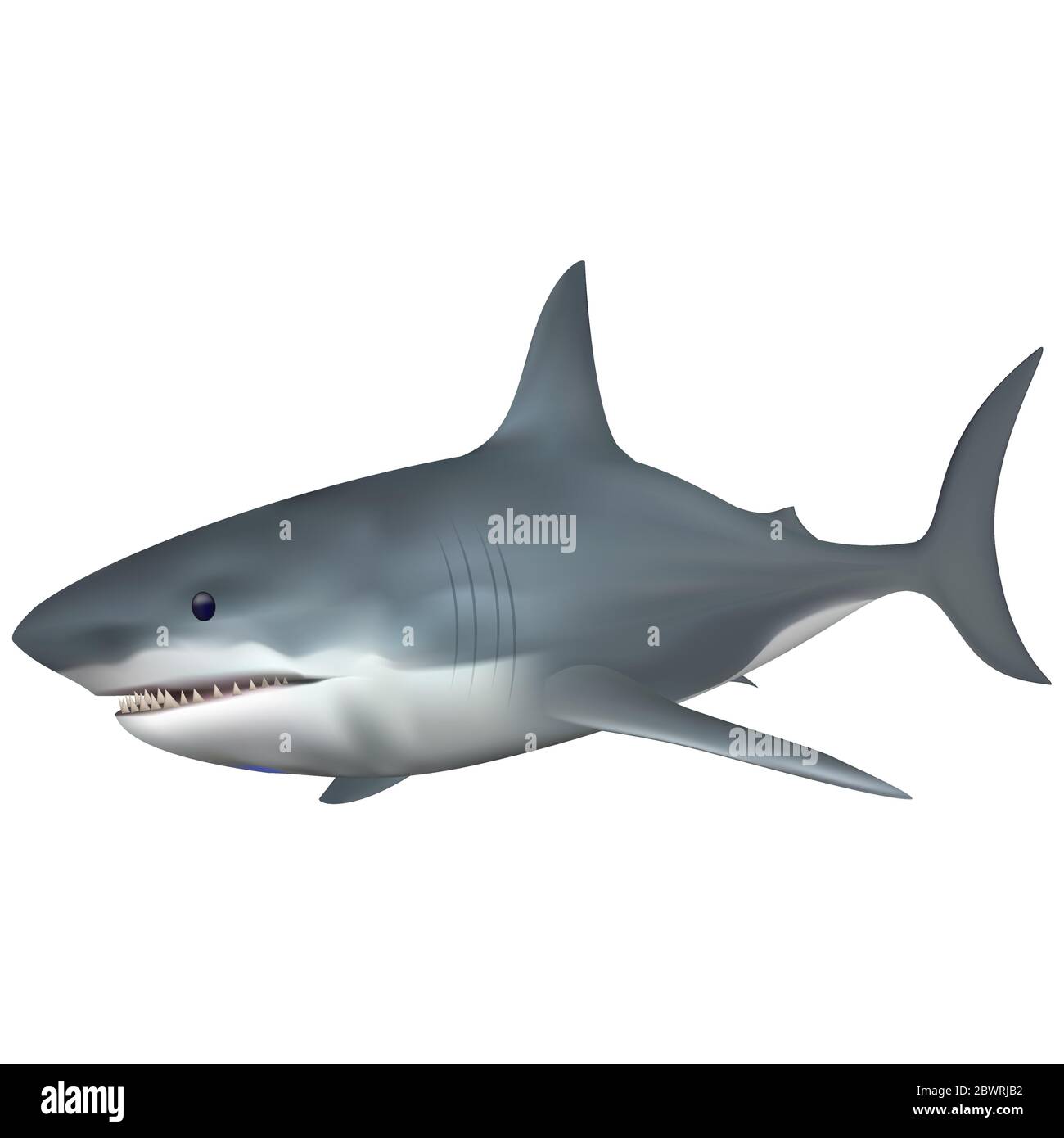 Gros requin blanc poisson d'eau salée. Entièrement compatible. Créé avec un maillage de dégradé Illustration de Vecteur