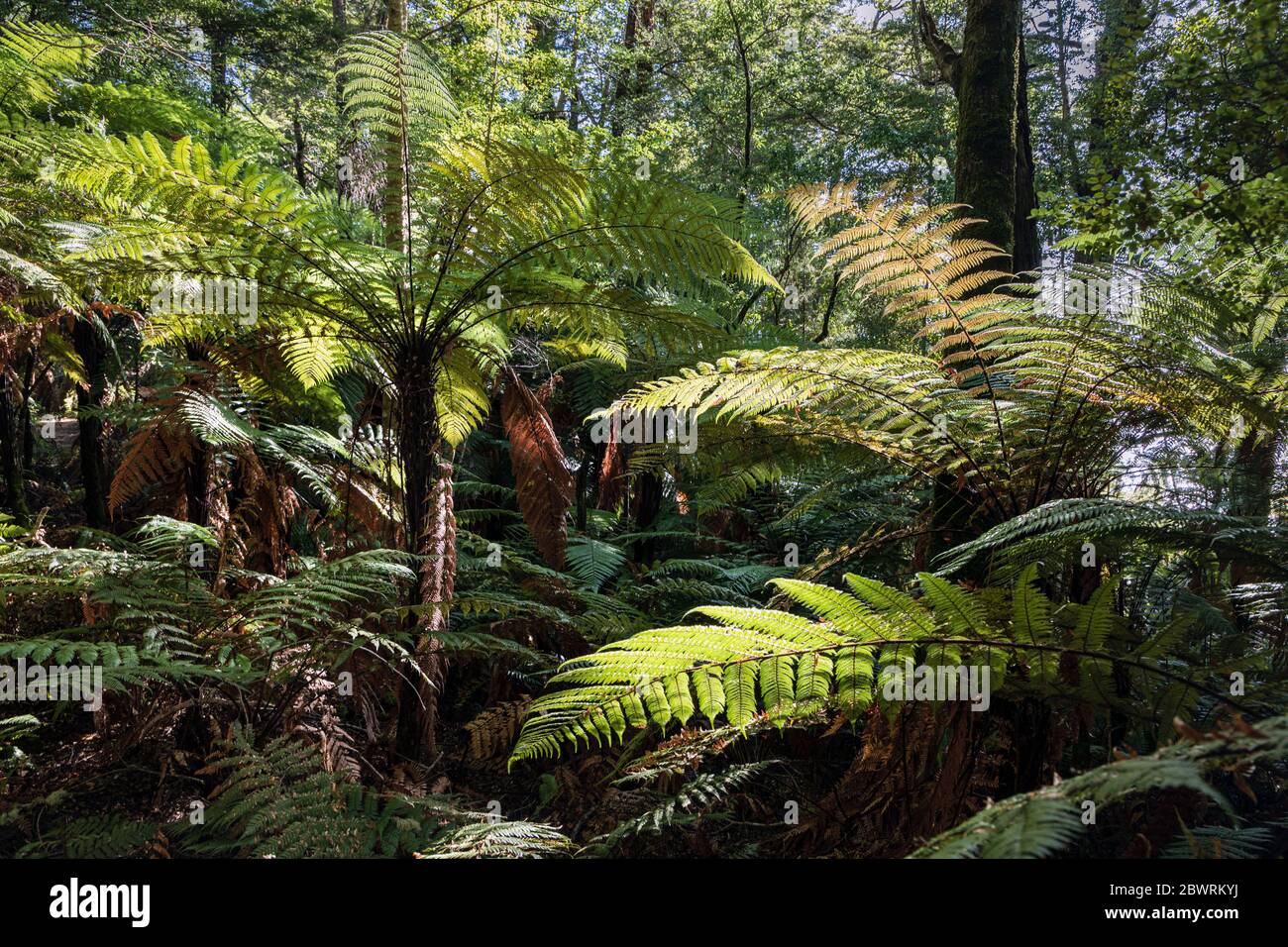 L'arbre fougères à côté de Kepler Track, parc national Fiordland, South Island, Nouvelle-Zélande Banque D'Images