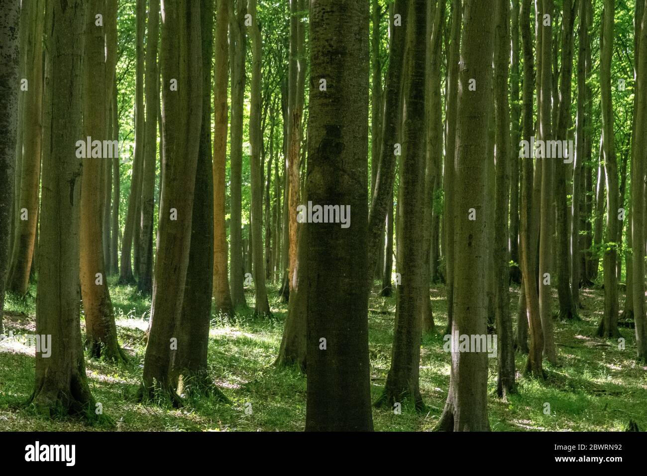 Forêt de hêtre dans le parc national de Jasmund sur l'île de Rügen Banque D'Images