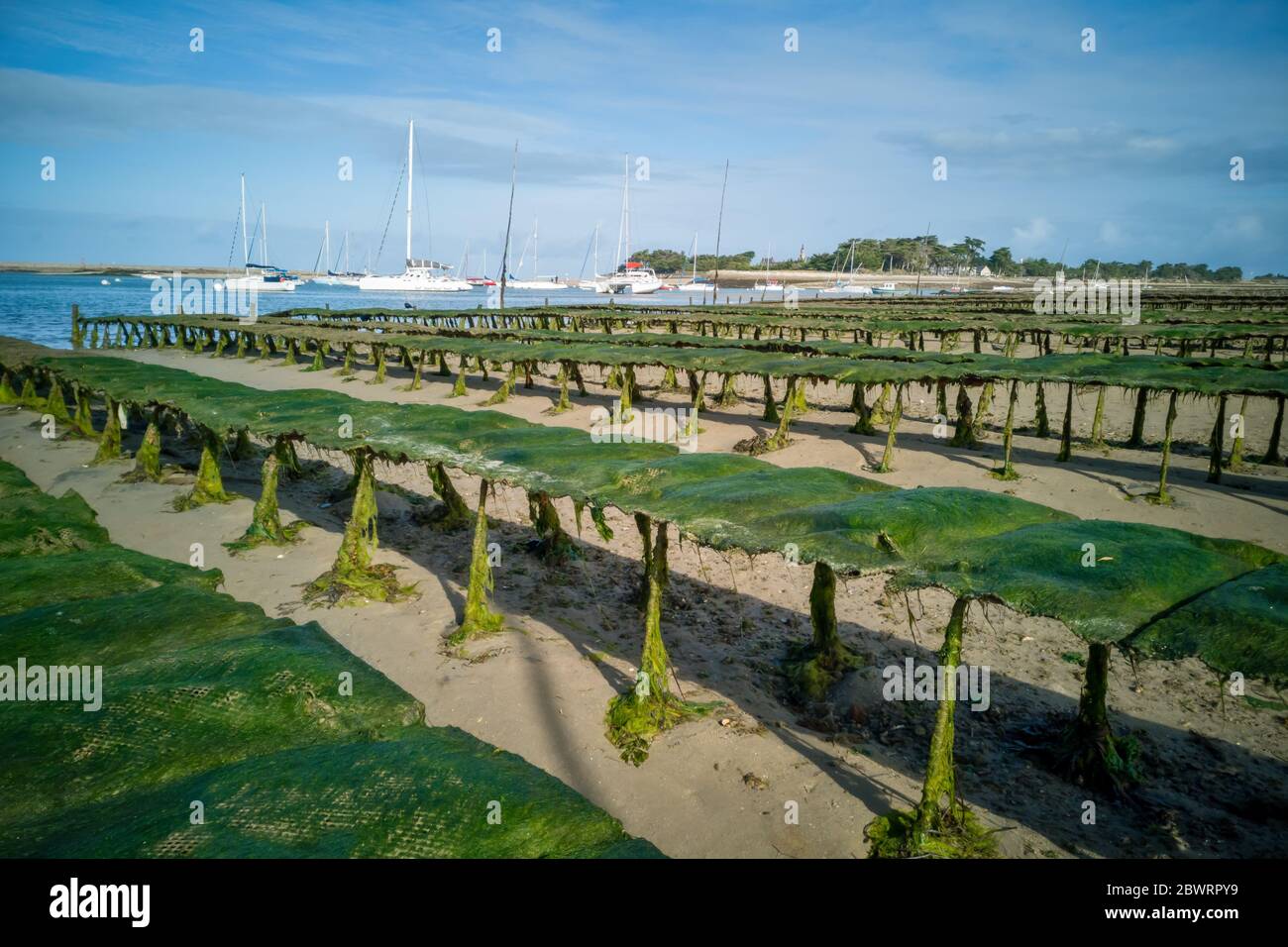 Ferme d'huîtres à marée basse sur la péninsule de Guérande, France Banque D'Images