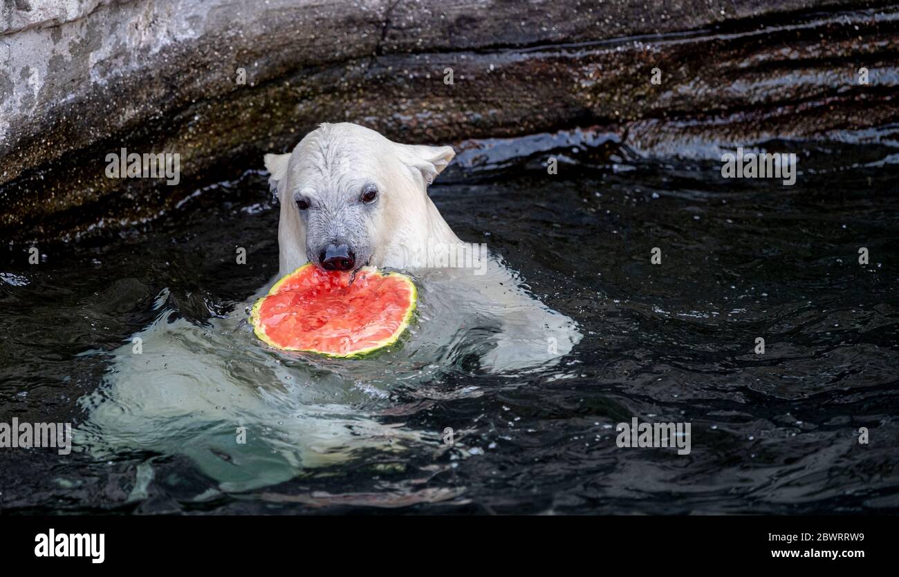Hanovre, Allemagne. 03ème juin 2020. Le petit ours polaire Nana mange une  pastèque au zoo de Hanovre. L'ours polaire de la progéniture a été baptisé  Nana aujourd'hui. Crédit : Peter Steffen/dpa/Alay Live