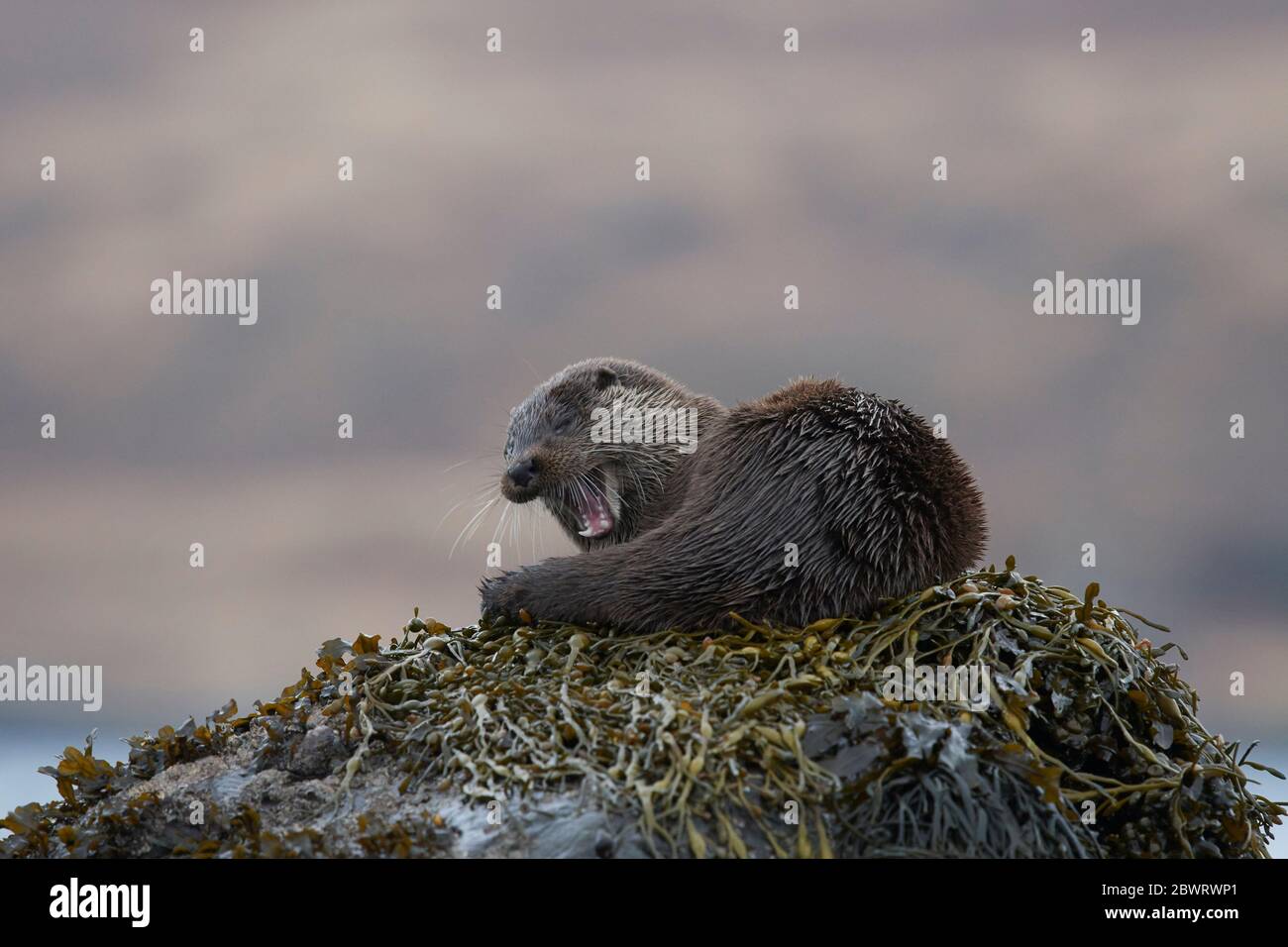 Loutre européenne (Lutra lutra) Royaume-Uni Banque D'Images