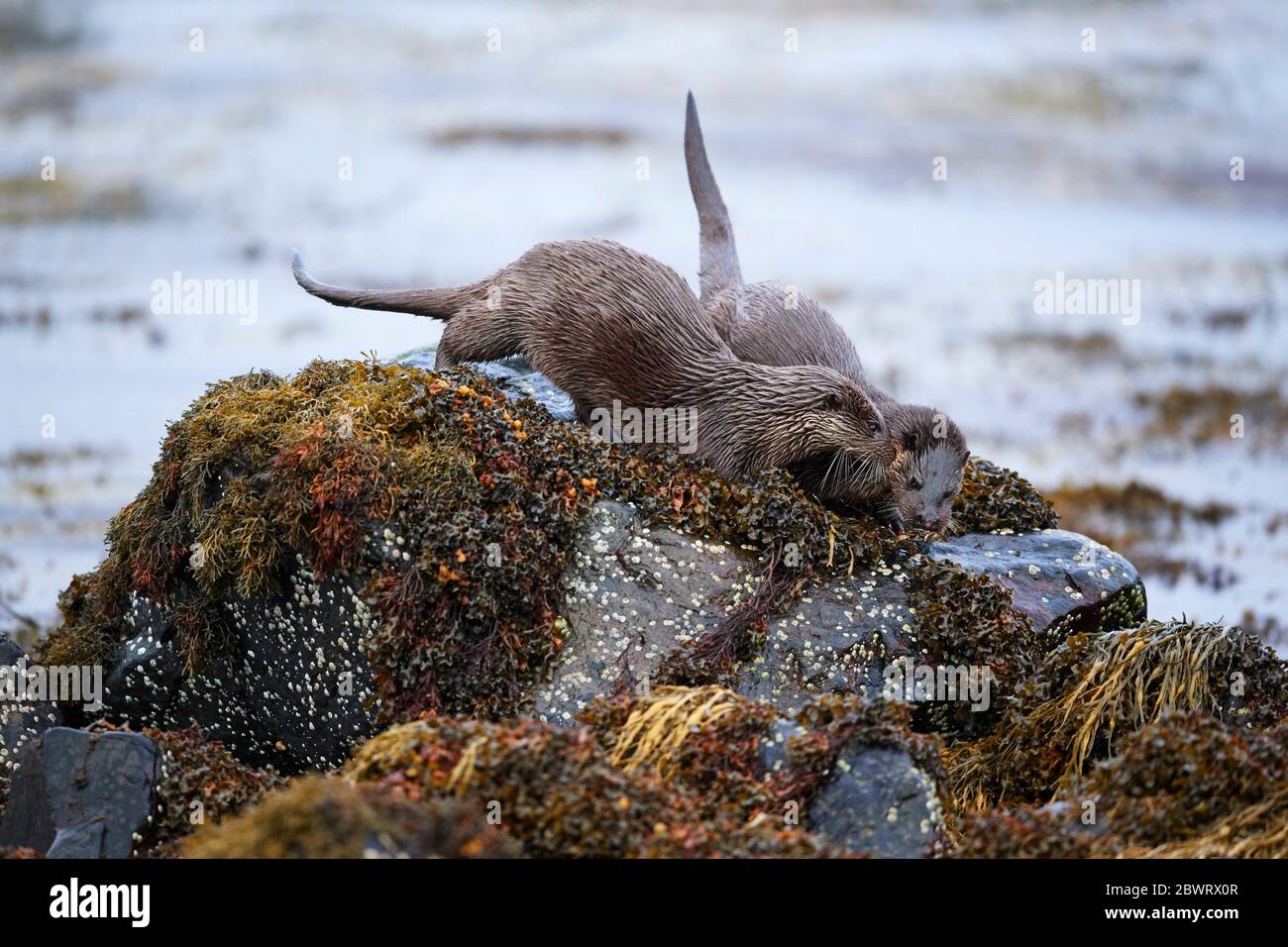 Loutre européenne (Lutra lutra) Royaume-Uni Banque D'Images