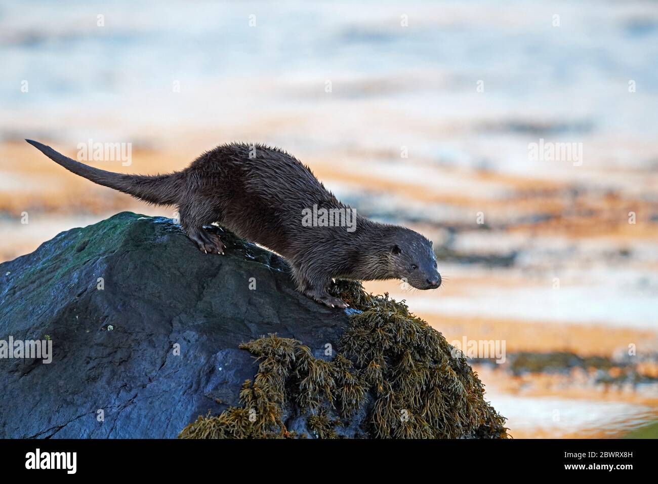 Loutre européenne (Lutra lutra) Royaume-Uni Banque D'Images