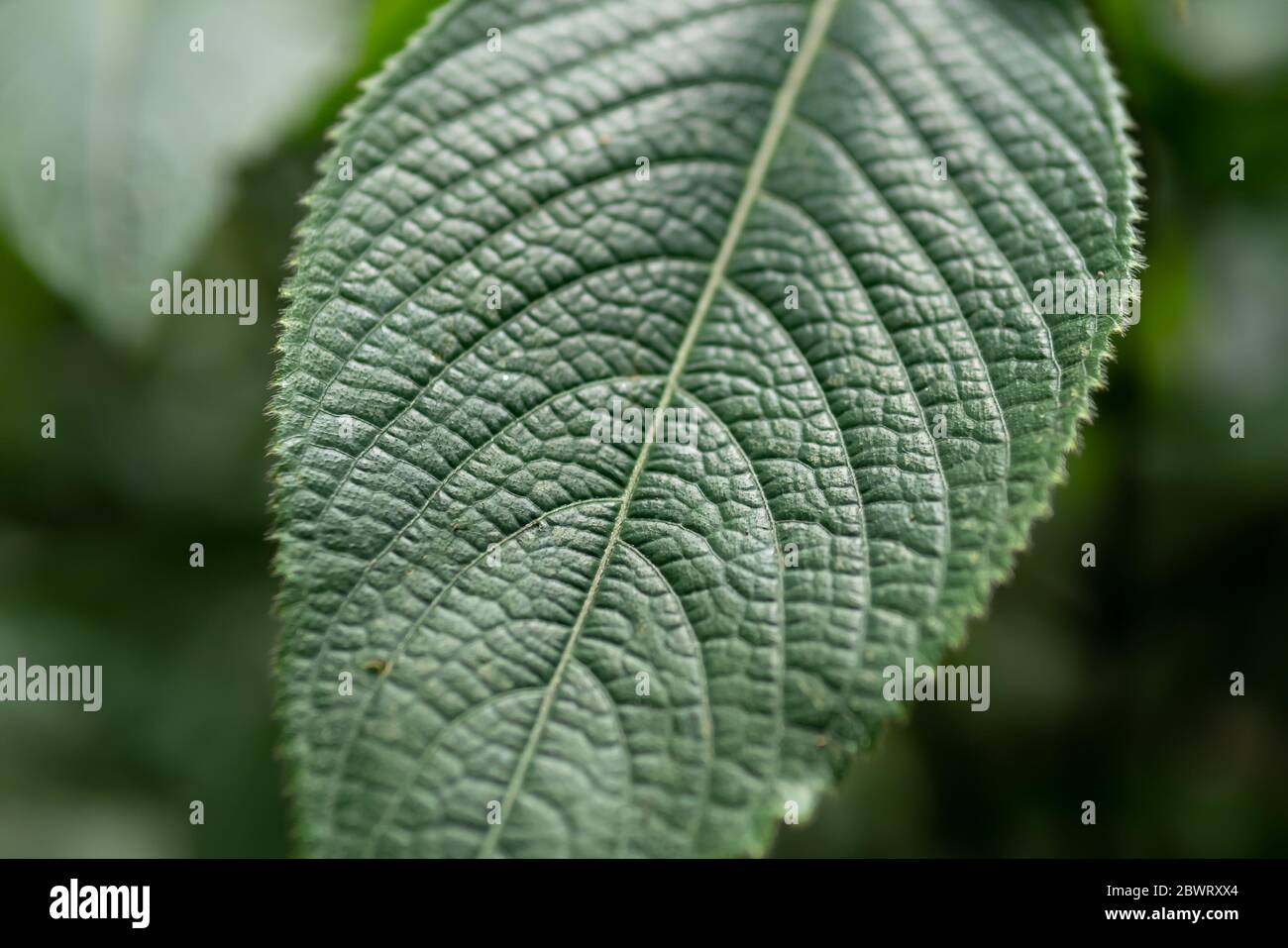 Capture macro d'arrière-plan de feuille verte Banque D'Images