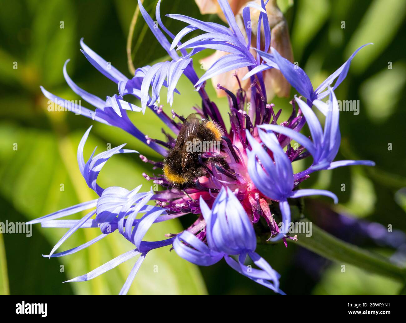 Bumblebee précoce sur la montagne Cornflower Banque D'Images